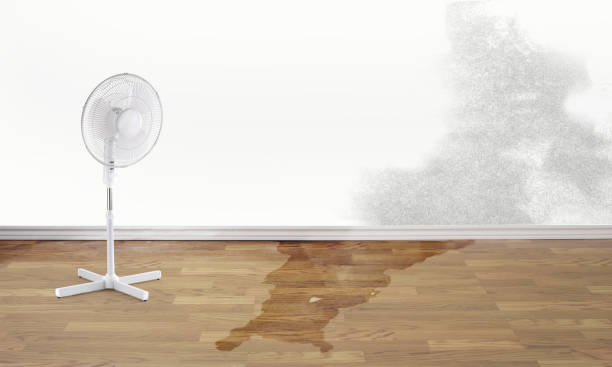Best Local water damage restoration  in Cave Creek, AZ